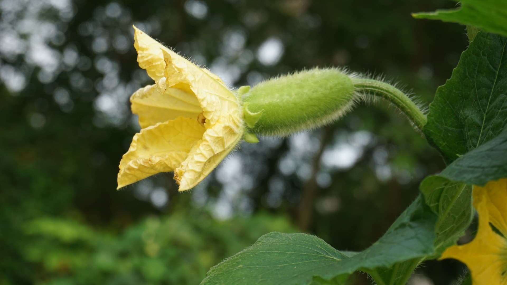 The Early Stages of Cucumber Plants: A Visual Guide