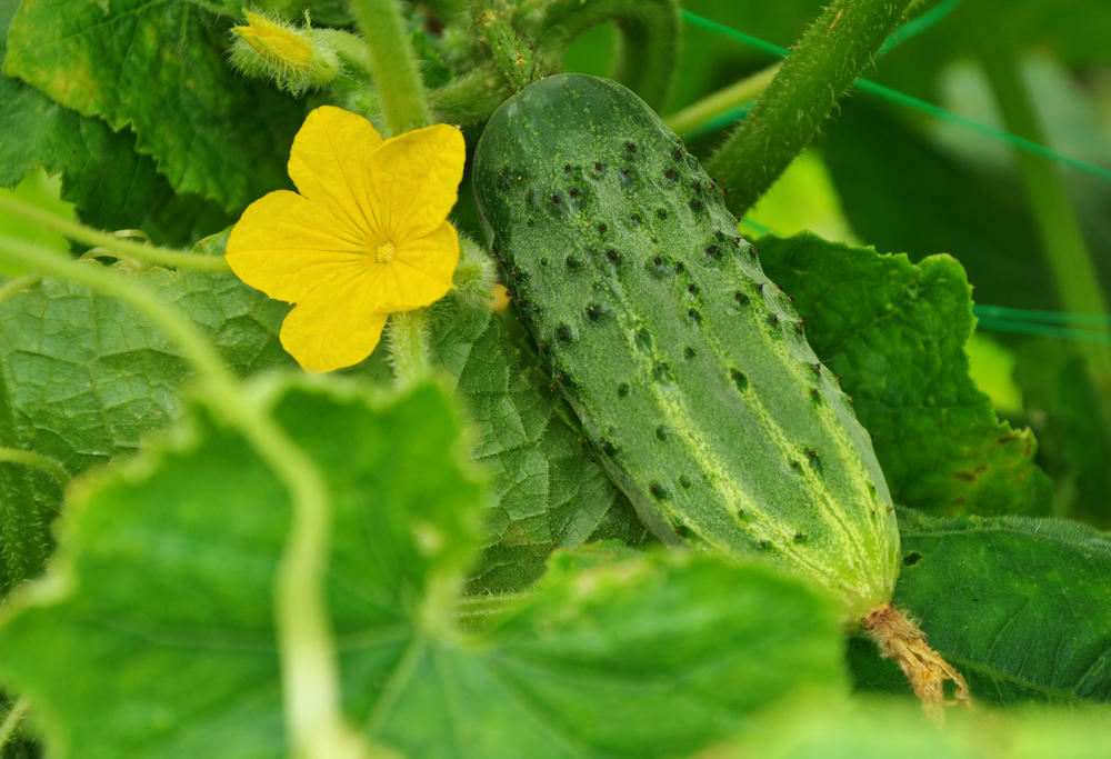 Insect pollinators are needed for bee-pollinated hybrid cucumber varieties!