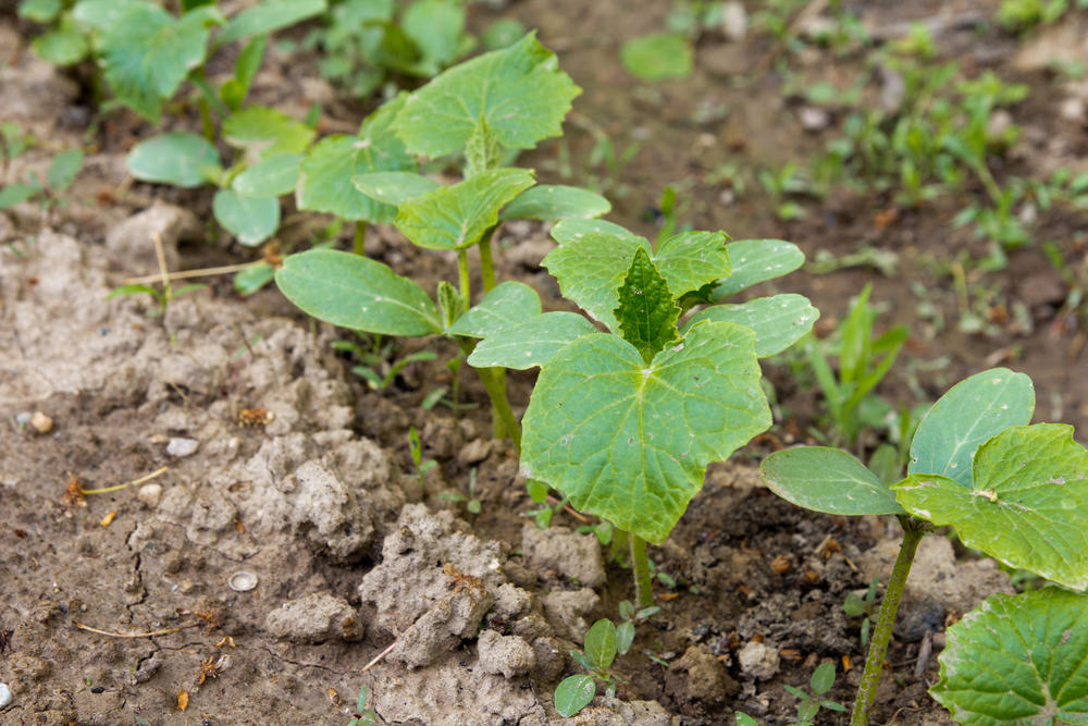 Almost any soil is suitable for growing cucumbers!