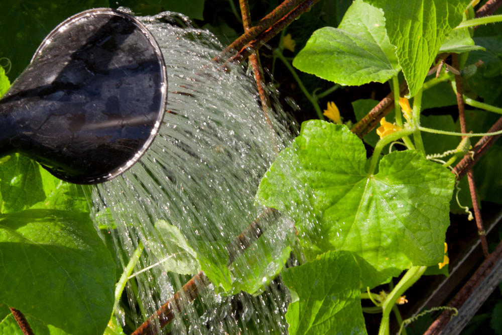 You cannot water cucumbers this way: the water should reach the soil, not the plants!