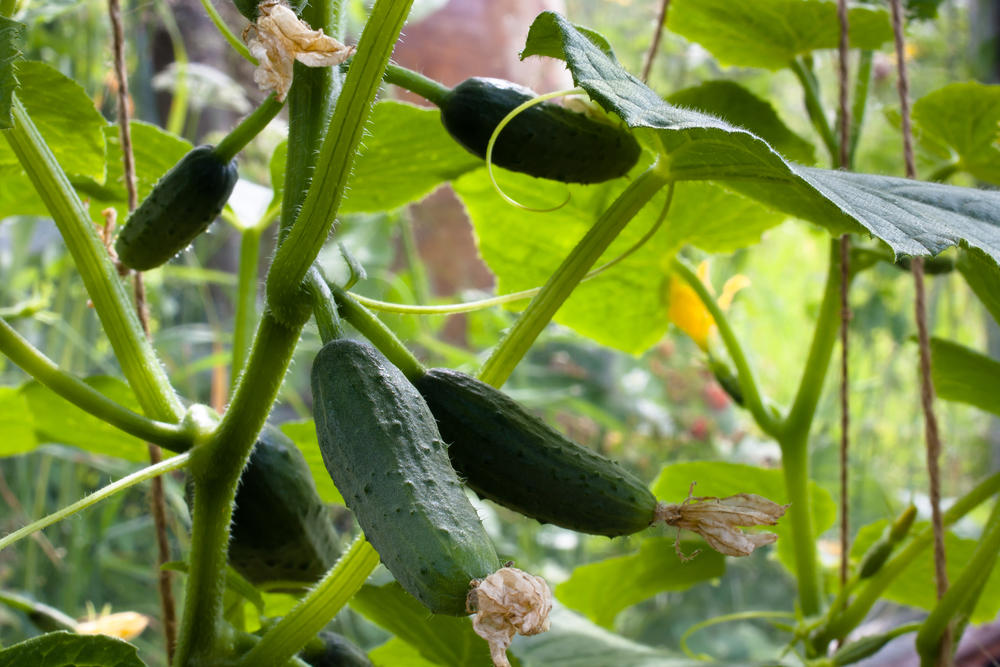 Hybrid cucumber varieties for open ground/field cultivation!